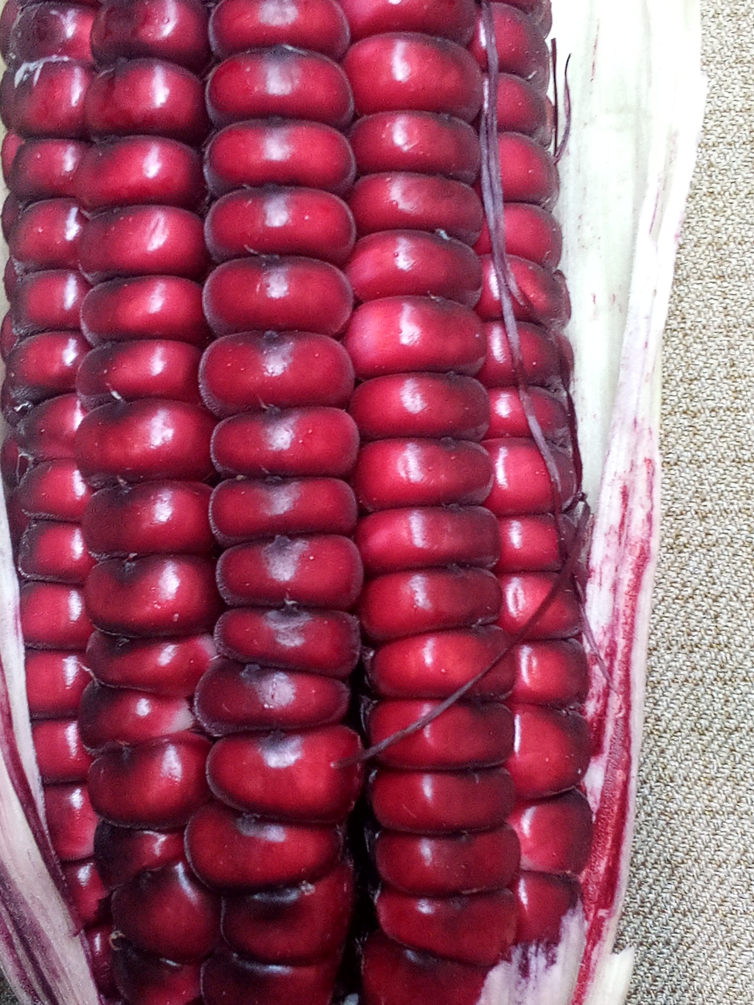 無毒黑寶甜珍珠糯米玉米